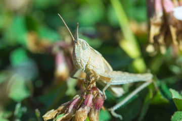 The macro shot of the beautiful grasshoper sitting in the grass in the sunny summer or spring day