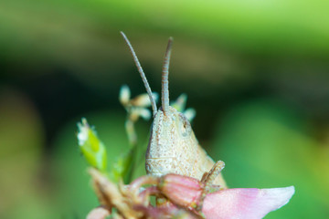 The macro shot of the beautiful grasshoper sitting in the grass in the sunny summer or spring day
