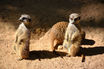 Fototapeta premium African Meerkats Watching the Surroundings
