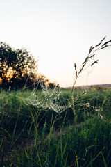 spiderweb, grass and sky