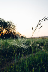 spiderweb, grass and sky
