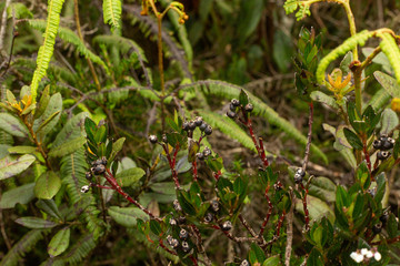 Paramo Santa Ines