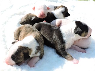 Little puppies bull terrier
