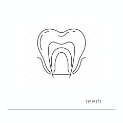 Tooth icon isolated. Single thil line symbol of tooth with nerve. Human anatomy outline pictogram