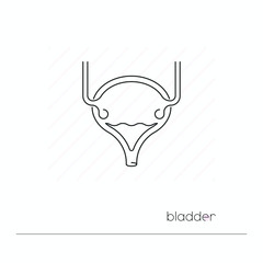 Urinary bladder icon isolated. Single thin line symbol of urinary system. Human body anatomy outline pictogram