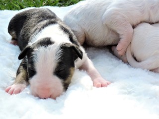 Little puppies bull terrier