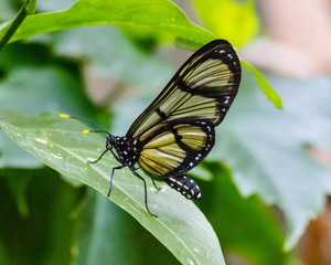 butterfly on a flower