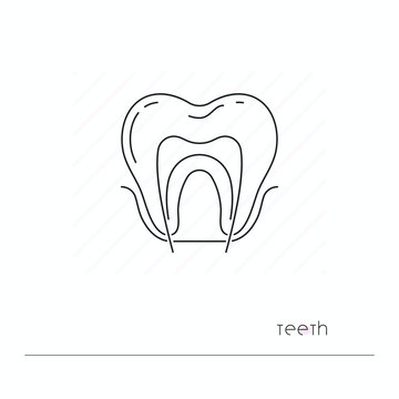 Tooth icon isolated. Single thil line symbol of tooth with nerve. Human anatomy outline pictogram