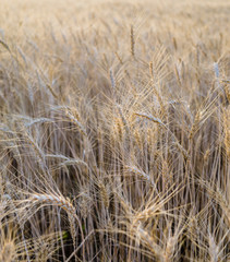 Fototapeta premium Ripe wheat field, yellow wheat ears close up