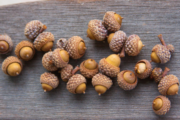 acorns © fgsmiles