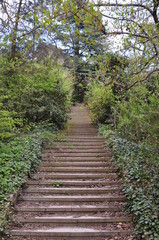 Staircase covered with dry leaves in an old abandoned park in spring. On the sides grow trees, bushes, creeping plants.