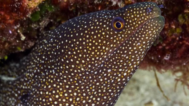 Close up of White-mouth Moray in it's cave of tropical coral reef in Kiribati