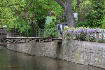 Naklejka premium Beautiful river Ooc in Baden-Baden and the bridge over it, a large tree and flowers of wisteria