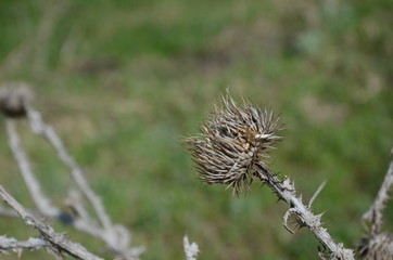 thistle