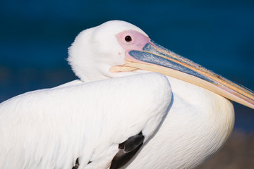 white pelican resting by the sea