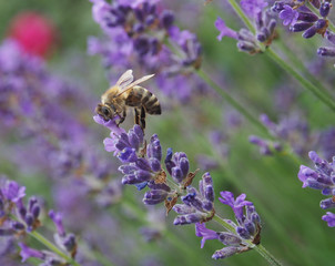 Biene auf Lavendel