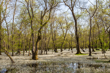 flooded forest