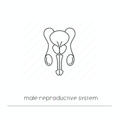 Male reproductive system icon isolated. Single thin line symbol of urogenital system. Human body anatomy outline pictogram