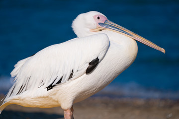 Fototapeta na wymiar white pelican resting by the sea