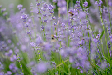 bees collect nectra from a lavender honey plant. Macro Photo