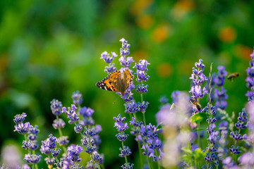 motley butterfly sits on a lavender flower. Macro photography