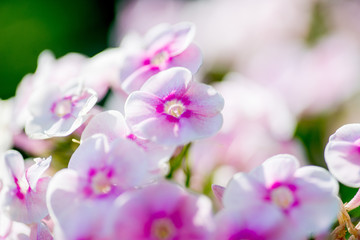 Fototapeta na wymiar White-pink inflorescences of flowers on a background of green. Macro photo