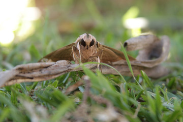 frog on leaf