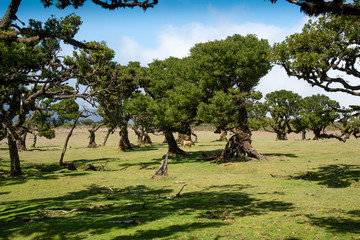 Fototapeta premium Old laurel forest in Fanal in the middle of the Laurissilva Forest. The forest is on the Paul da Serra plateu on the island of Madeira