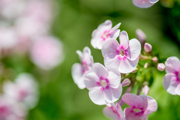 Fototapeta na wymiar White-pink inflorescences of flowers on a background of green. Macro photo
