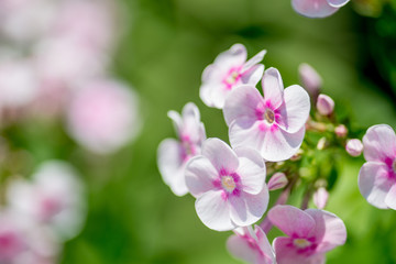 Fototapeta premium White-pink inflorescences of flowers on a background of green. Macro photo