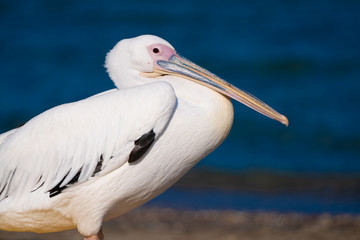 white pelican resting by the sea