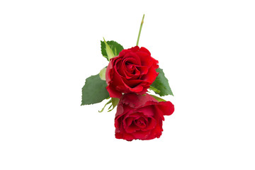 Two beautiful red roses on white background with clipping path, Isolated background.