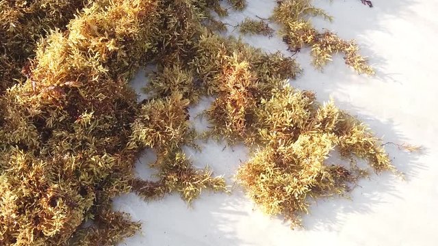 
Sargassum at the Beach Coast