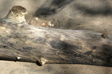 Drift wood on beach with worn out look
