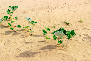 Green young plants grow in the sand.