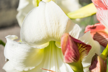 Summer garden. Colorful white amaryllis flower macro photo.