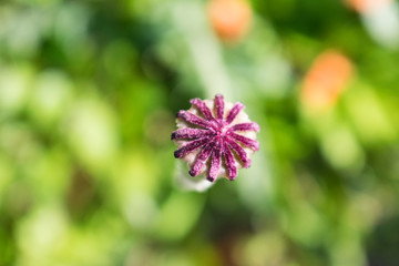 Poppy head macro photo. Purple part of poppy bud with seeds.