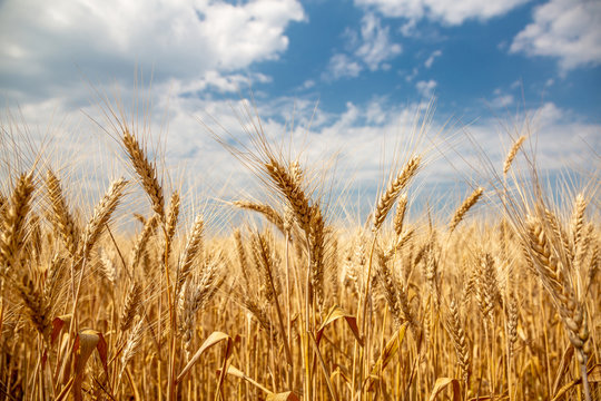 Yellow wheat against the sky. Ukraine.