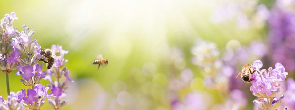 Bienen in bl&uuml;hendem Lavendel Feld -  Sommer  -  Panorama, Banner