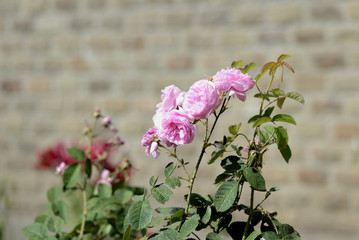 Pink roses in the garden on a hot summer day