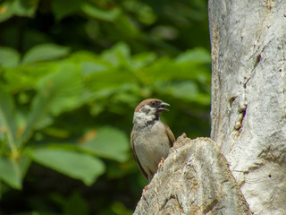sparrow on branch of a dead tree
