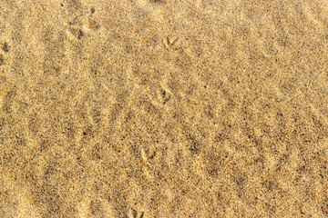 Sand texture with traces. Summer abstract background.