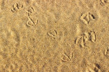 Sand texture with traces. Summer abstract background.