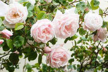 Pink roses in a garden during spring