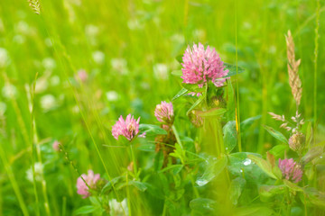Field of clover in summer meadow