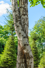 trees with curved trunks and branches