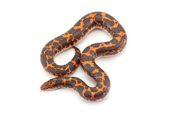 Kenyan sand Boas isolated on white background
