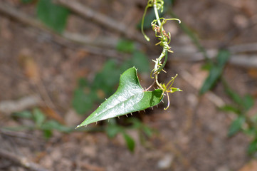 Hoja con espina