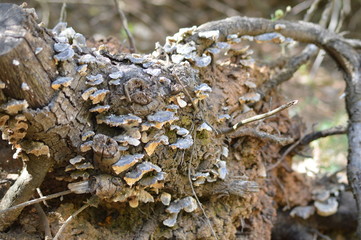 Corteza de árbol caído