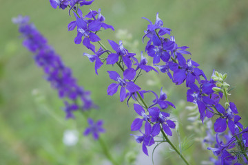 blue delphinium